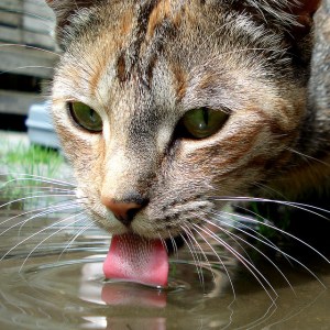 cat drinking