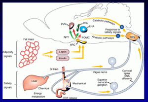 caloric-homeostasis