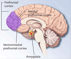 medial prefrontal cortex